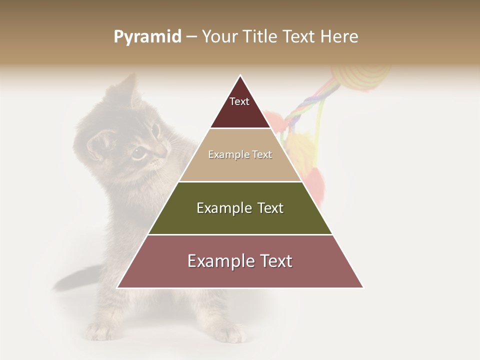 A Kitten Playing With A Toy On A White Background PowerPoint Template