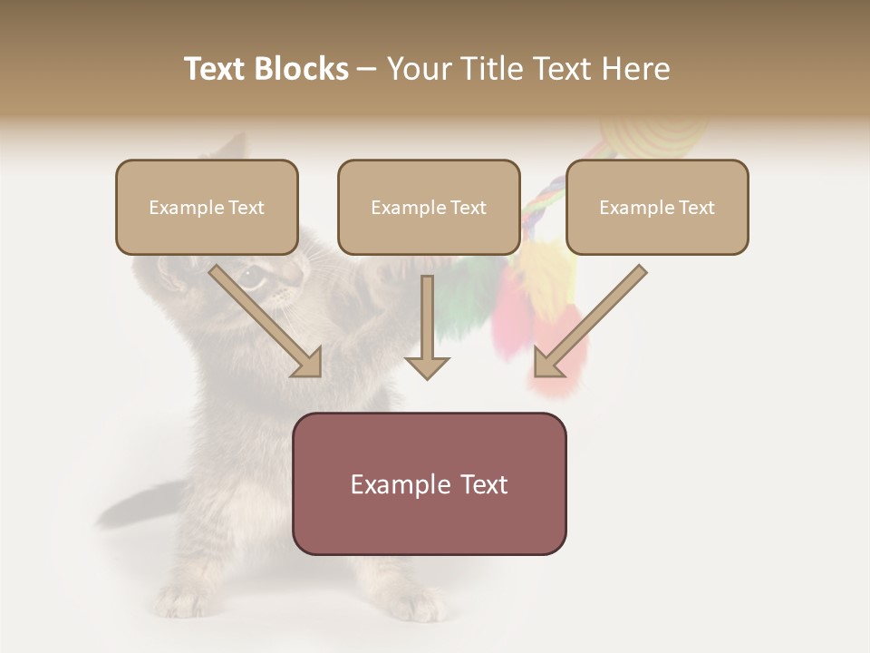 A Kitten Playing With A Toy On A White Background PowerPoint Template