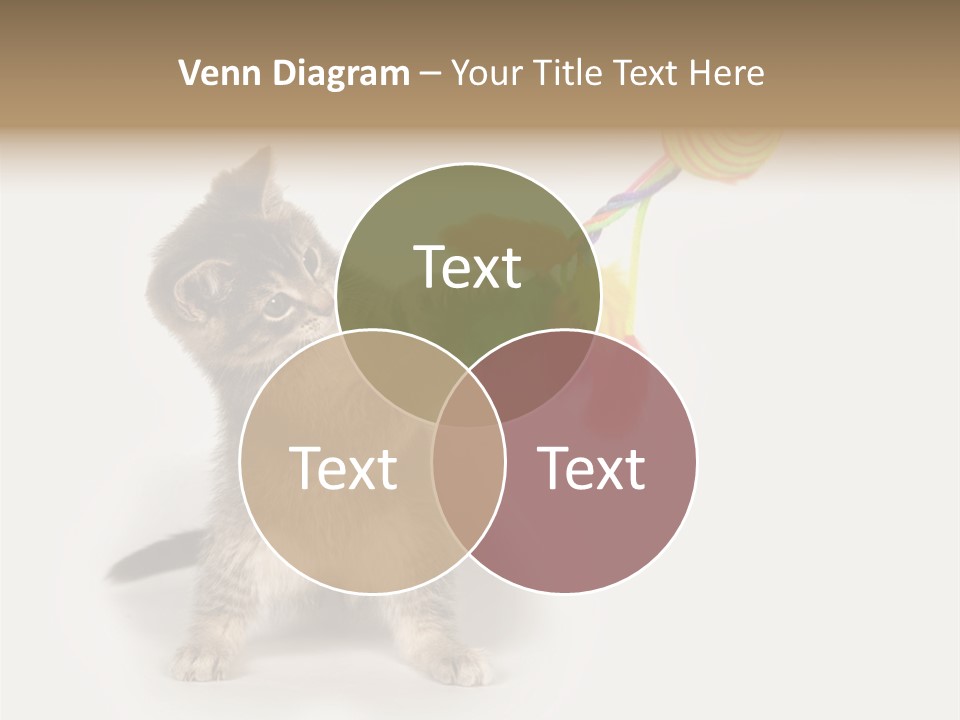 A Kitten Playing With A Toy On A White Background PowerPoint Template