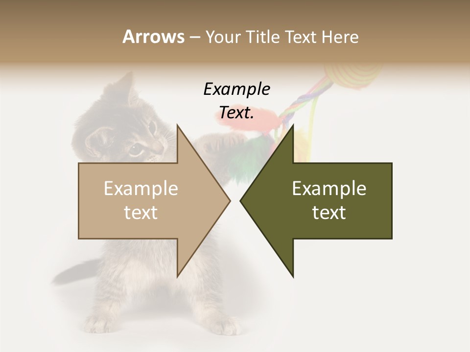 A Kitten Playing With A Toy On A White Background PowerPoint Template