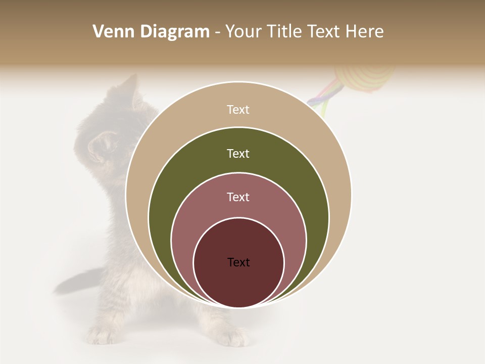 A Kitten Playing With A Toy On A White Background PowerPoint Template