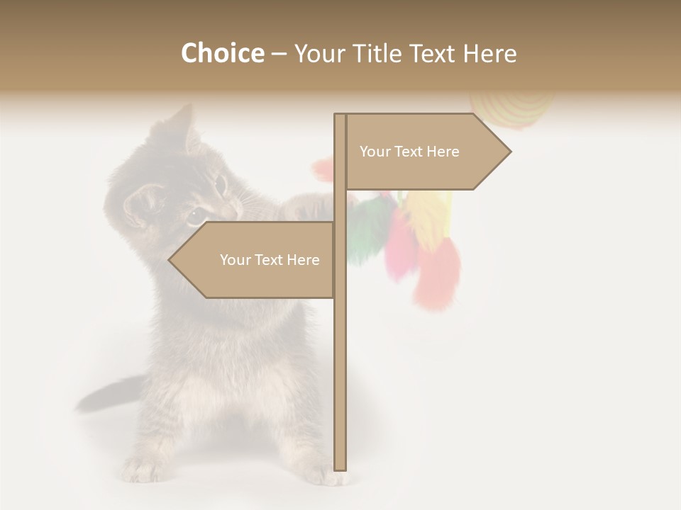 A Kitten Playing With A Toy On A White Background PowerPoint Template