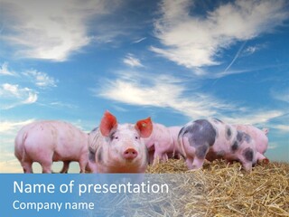 Breed Pink Farm PowerPoint Template