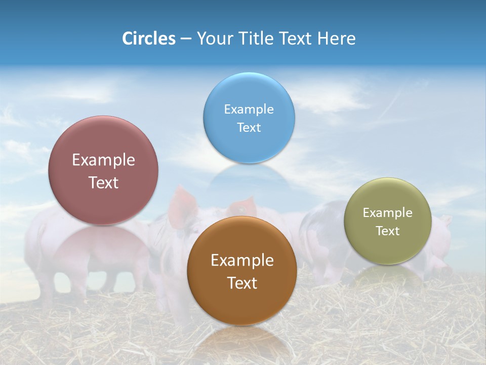 Breed Pink Farm PowerPoint Template