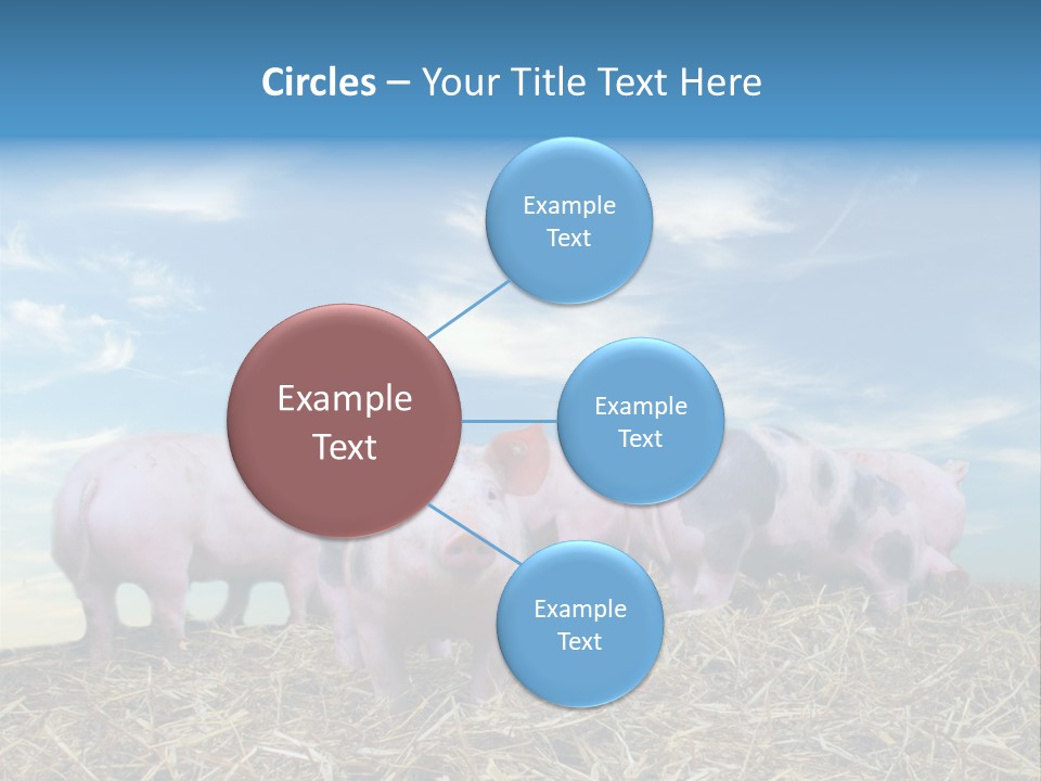 Breed Pink Farm PowerPoint Template