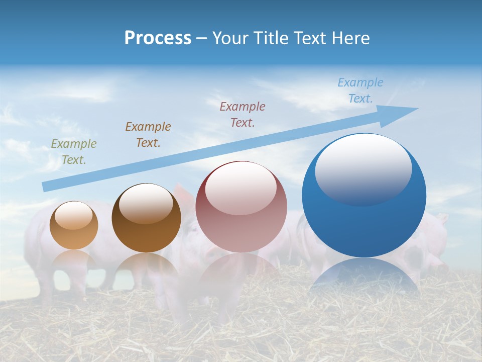 Breed Pink Farm PowerPoint Template