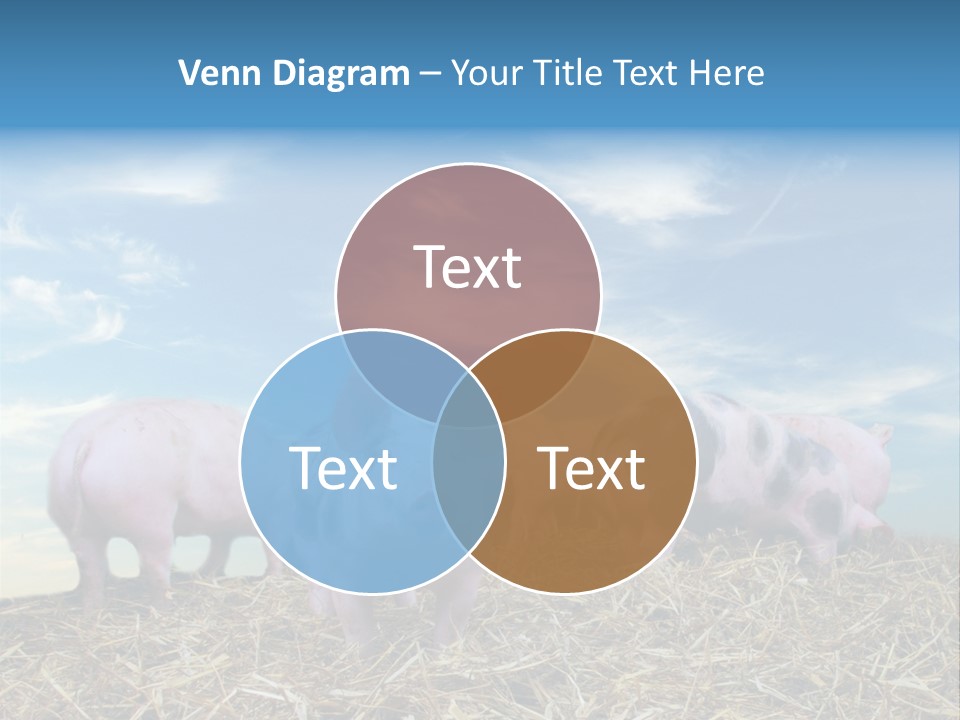 Breed Pink Farm PowerPoint Template