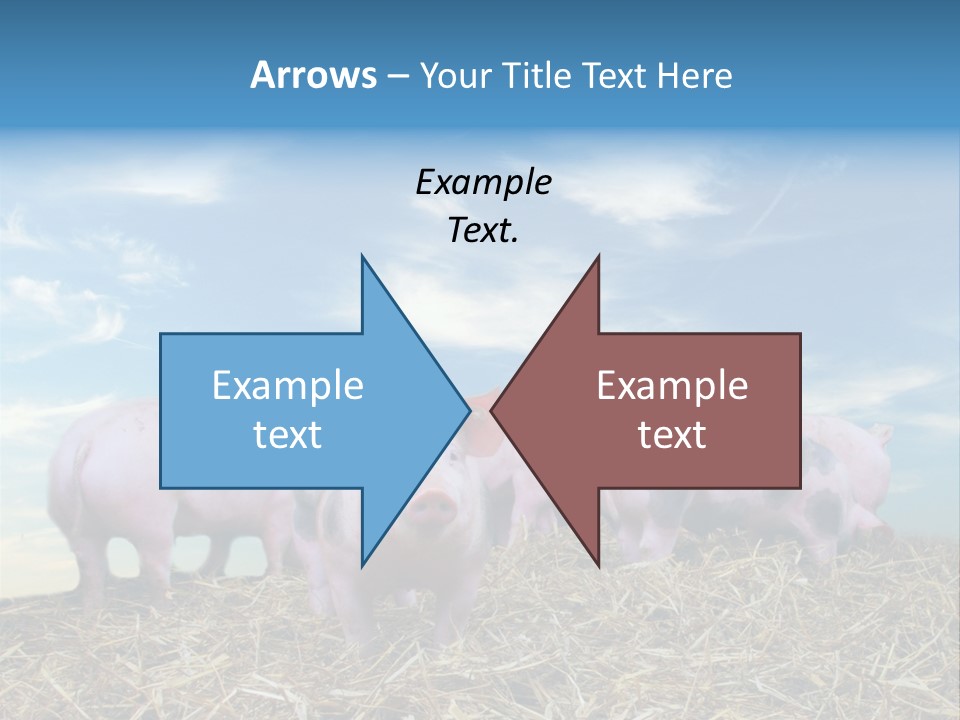 Breed Pink Farm PowerPoint Template