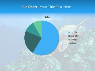 A Turtle Swimming Over A Coral Reef In The Ocean PowerPoint Template