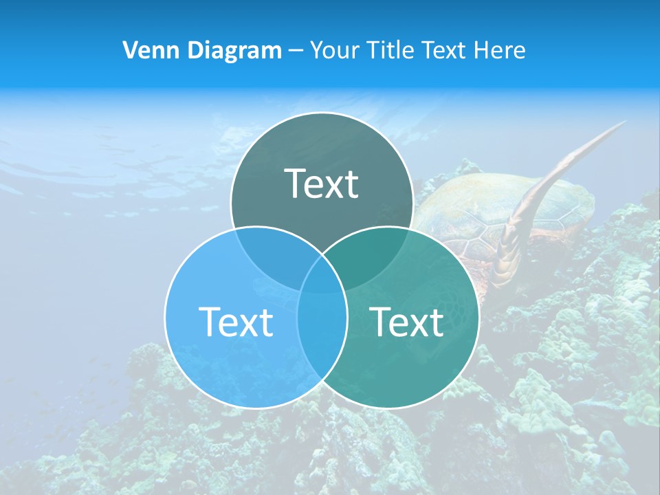 A Turtle Swimming Over A Coral Reef In The Ocean PowerPoint Template
