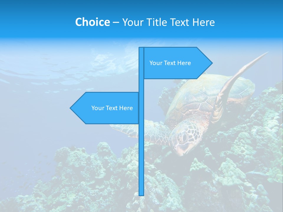 A Turtle Swimming Over A Coral Reef In The Ocean PowerPoint Template
