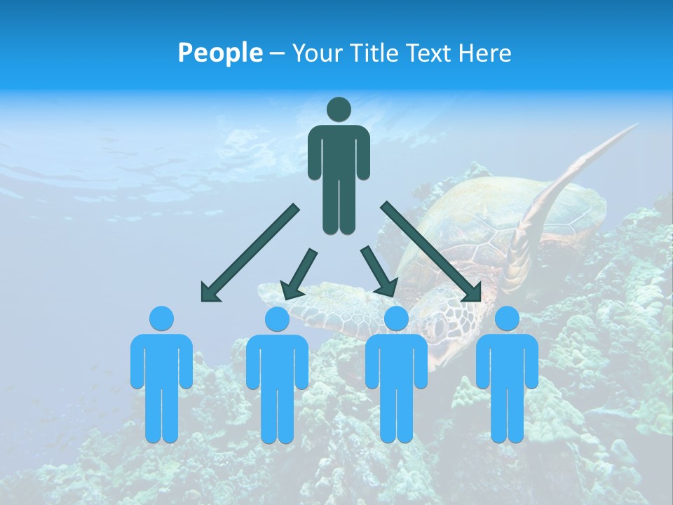 A Turtle Swimming Over A Coral Reef In The Ocean PowerPoint Template