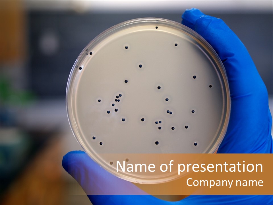 A Person In Blue Gloves Holding A Petri Dish PowerPoint Template