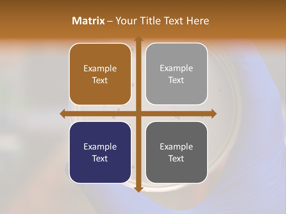 A Person In Blue Gloves Holding A Petri Dish PowerPoint Template