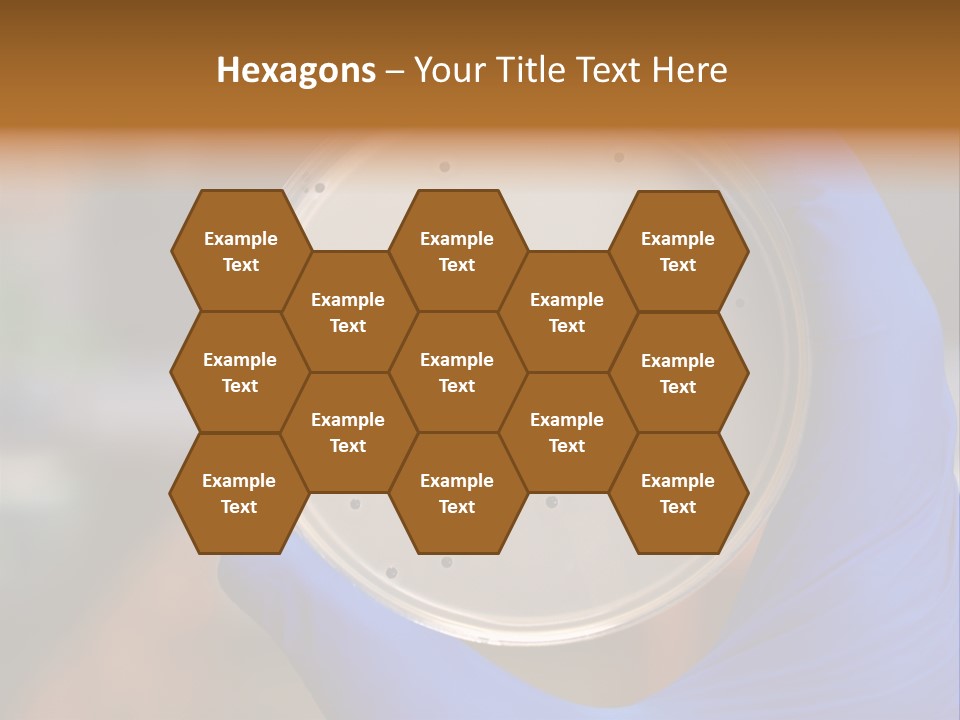 A Person In Blue Gloves Holding A Petri Dish PowerPoint Template