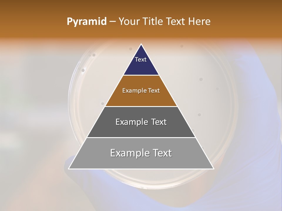 A Person In Blue Gloves Holding A Petri Dish PowerPoint Template
