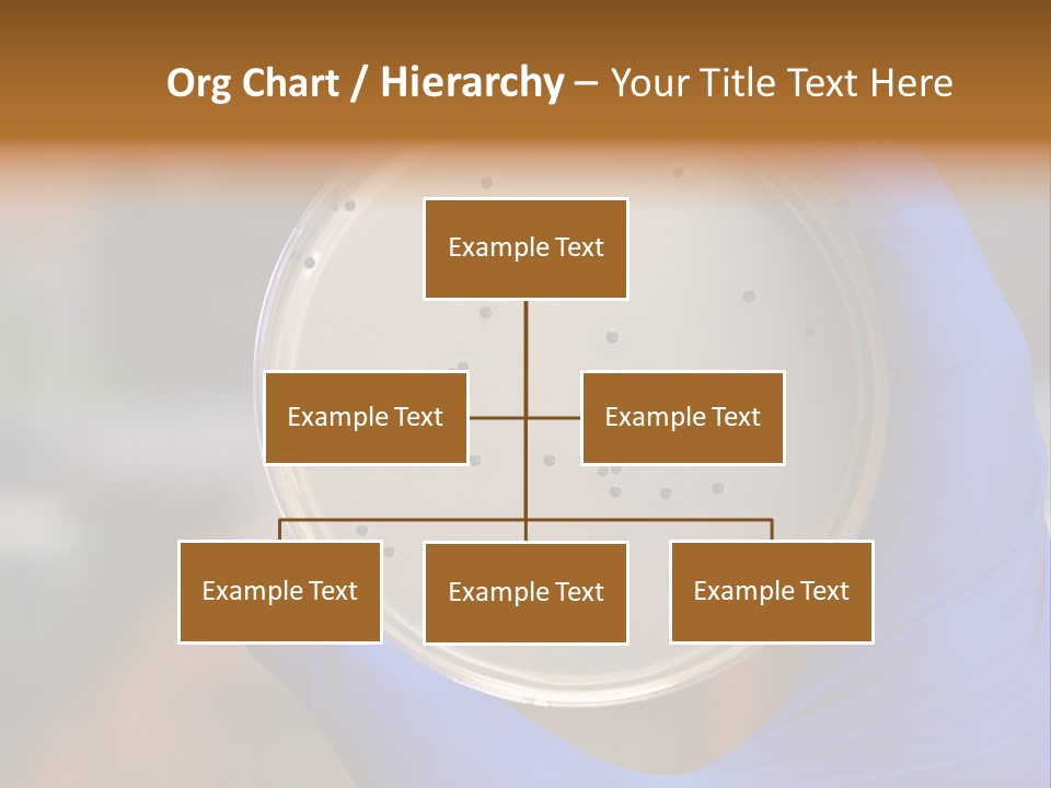 A Person In Blue Gloves Holding A Petri Dish PowerPoint Template