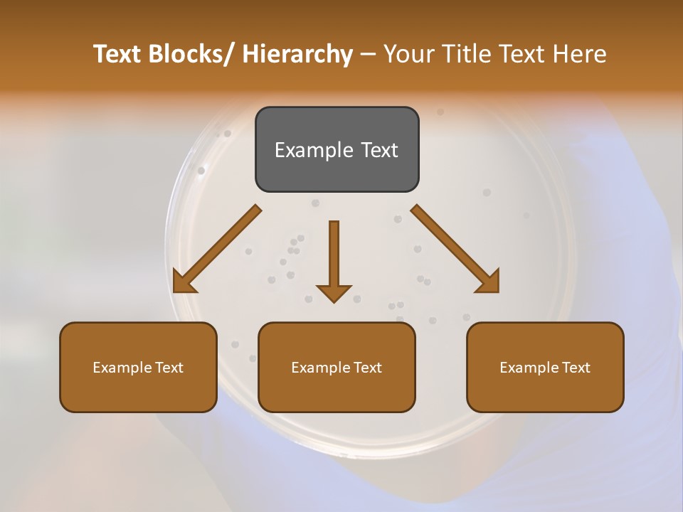 A Person In Blue Gloves Holding A Petri Dish PowerPoint Template