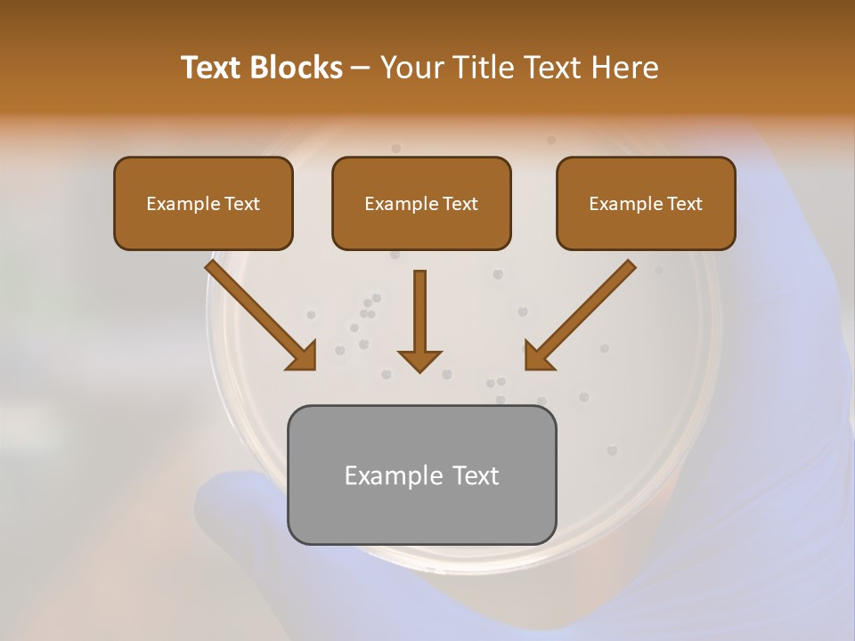 A Person In Blue Gloves Holding A Petri Dish PowerPoint Template
