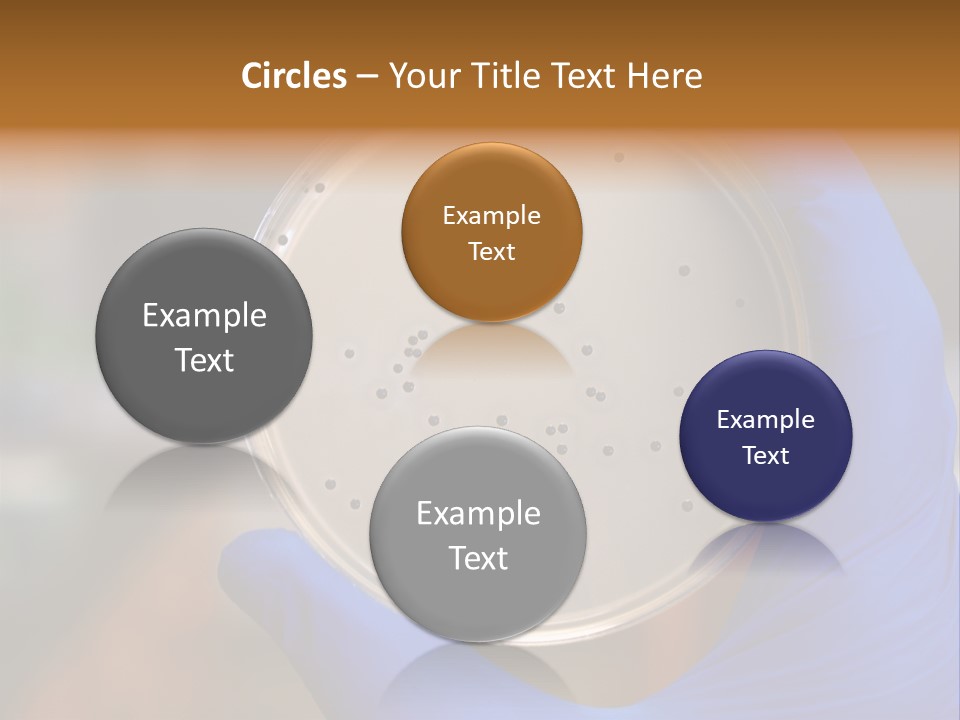 A Person In Blue Gloves Holding A Petri Dish PowerPoint Template