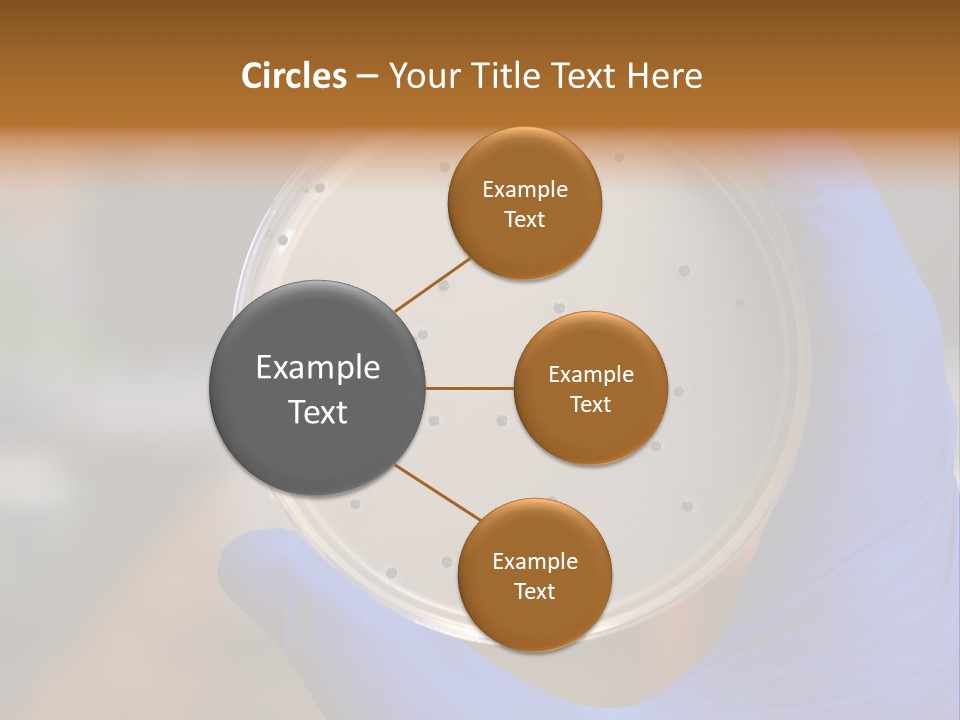 A Person In Blue Gloves Holding A Petri Dish PowerPoint Template