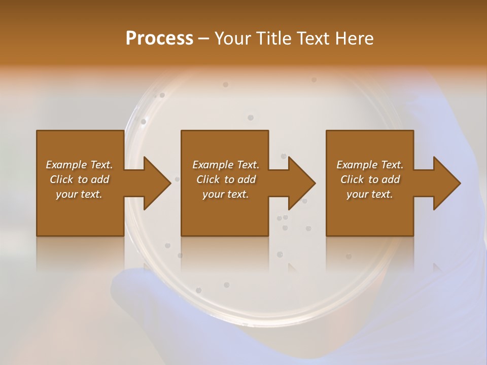 A Person In Blue Gloves Holding A Petri Dish PowerPoint Template