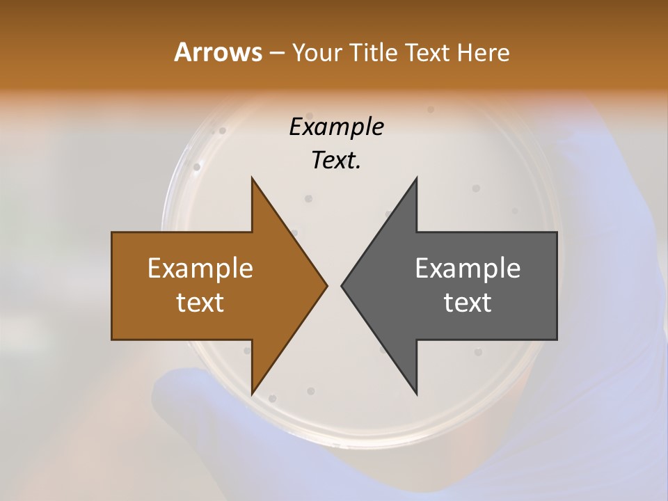 A Person In Blue Gloves Holding A Petri Dish PowerPoint Template