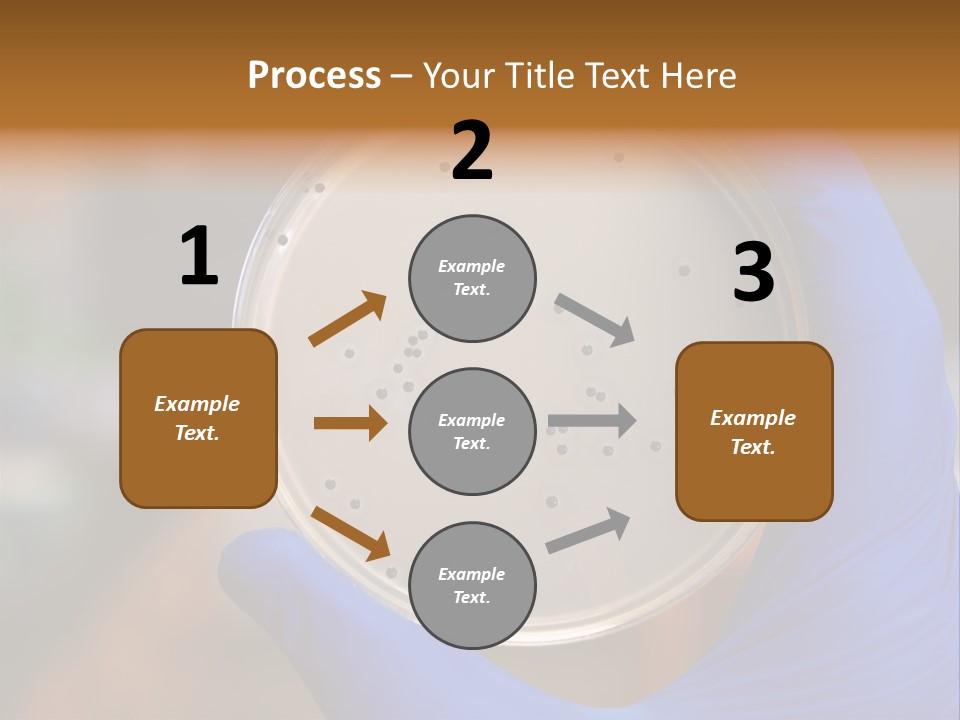 A Person In Blue Gloves Holding A Petri Dish PowerPoint Template