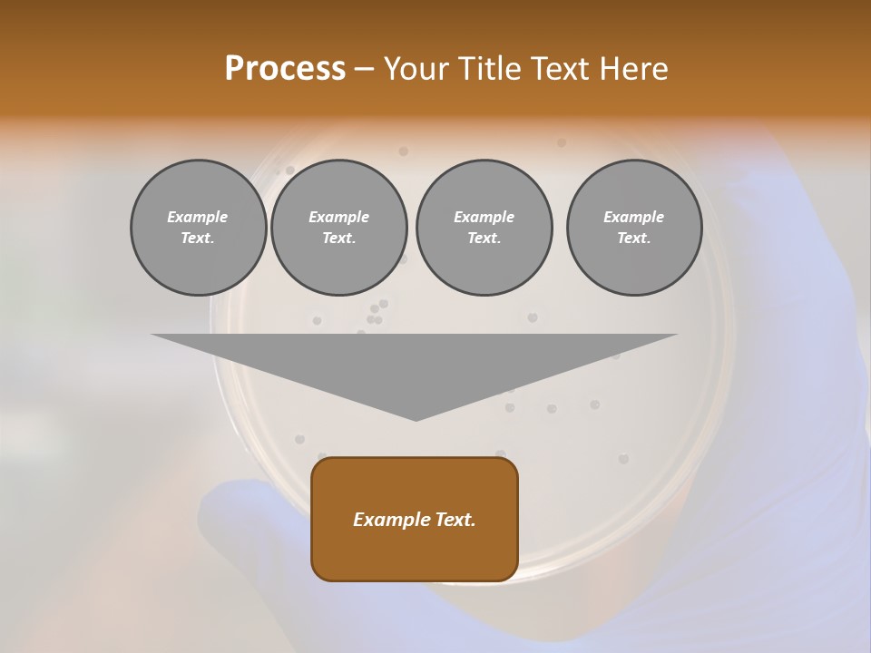 A Person In Blue Gloves Holding A Petri Dish PowerPoint Template