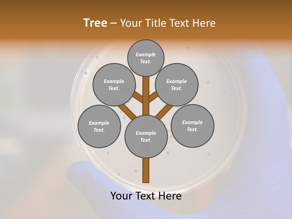 A Person In Blue Gloves Holding A Petri Dish PowerPoint Template