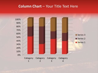 Hold Market Morocco PowerPoint Template