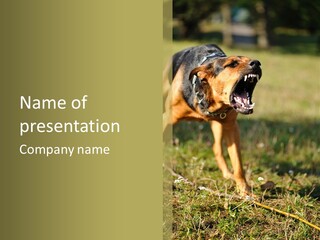 A Dog With It's Mouth Open In The Grass PowerPoint Template
