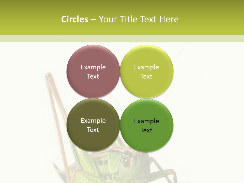 White Stallion Color PowerPoint Template