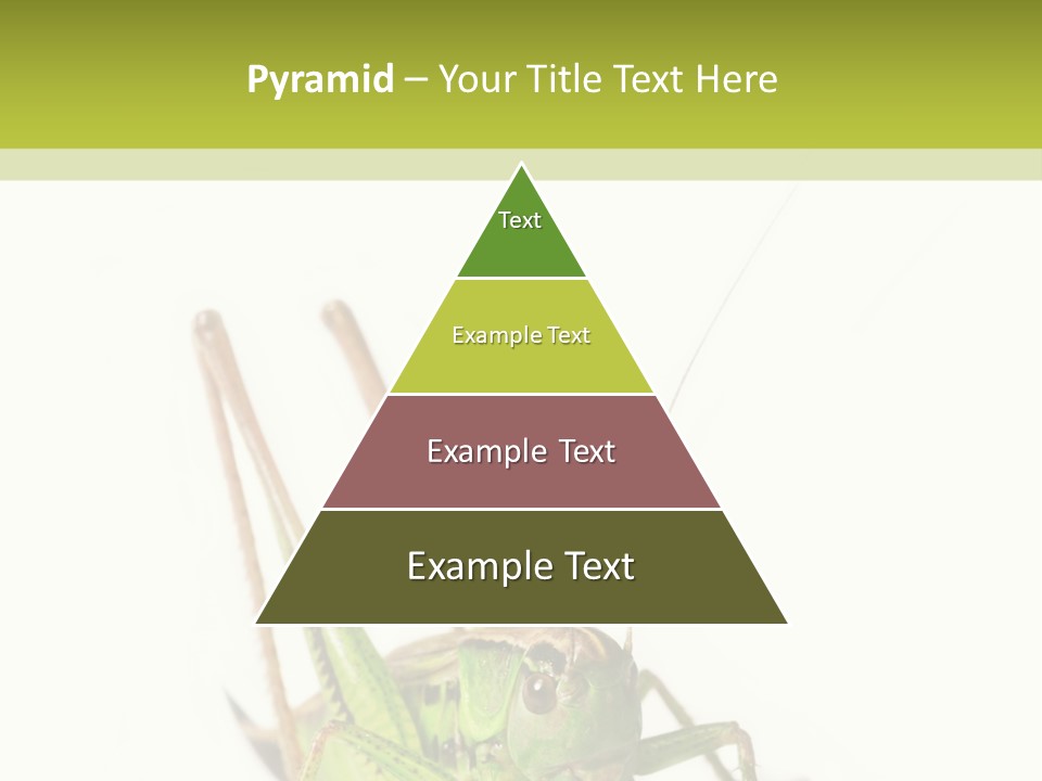 White Stallion Color PowerPoint Template