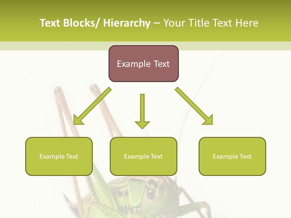 White Stallion Color PowerPoint Template