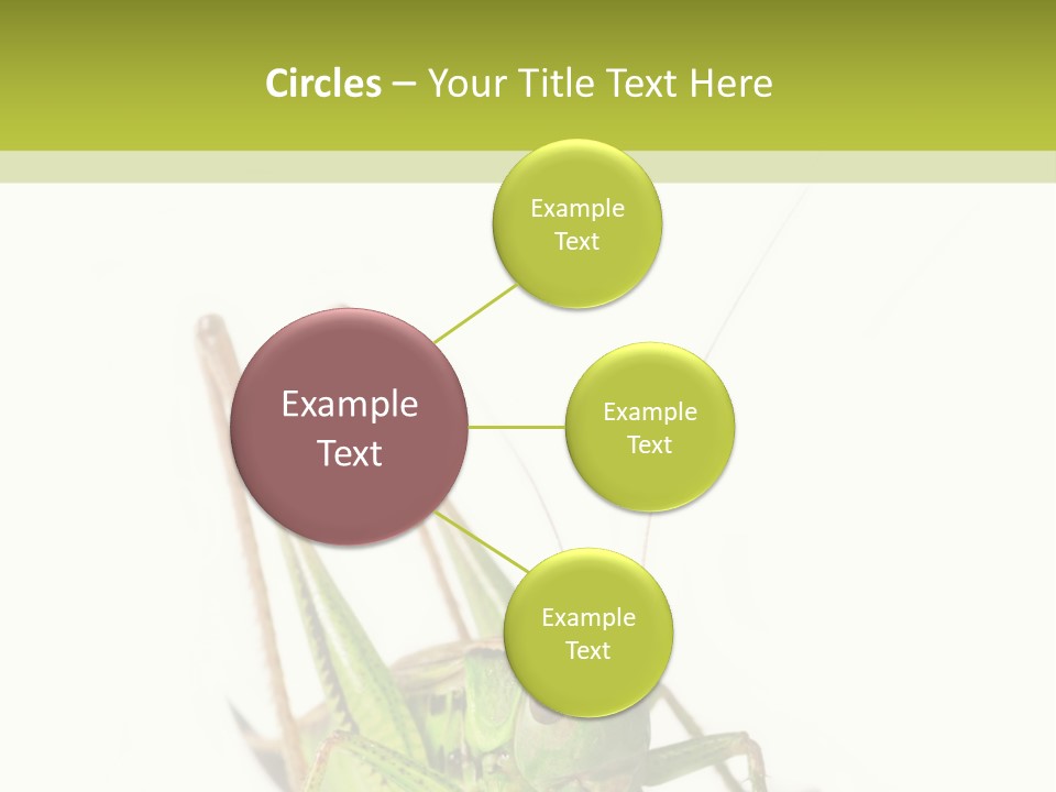 White Stallion Color PowerPoint Template