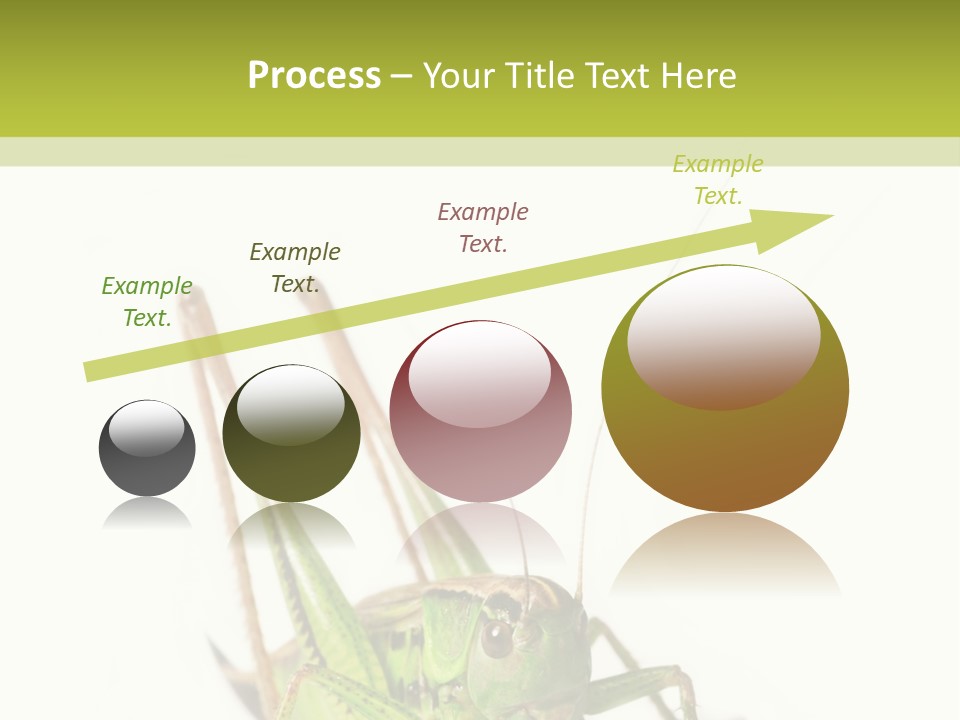 White Stallion Color PowerPoint Template