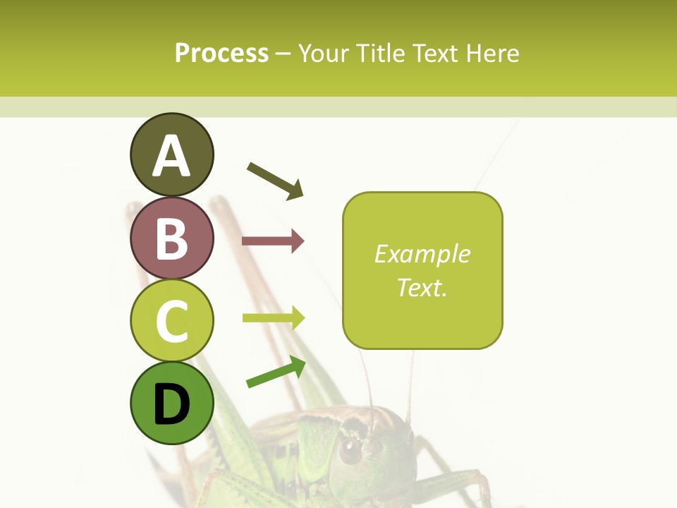 White Stallion Color PowerPoint Template