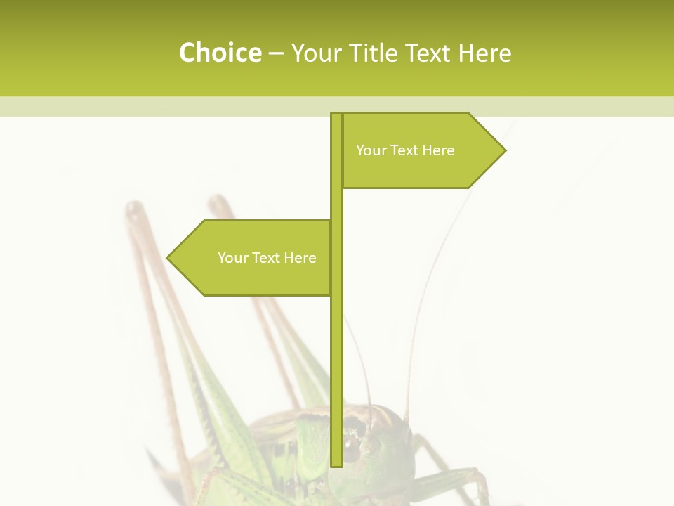 White Stallion Color PowerPoint Template