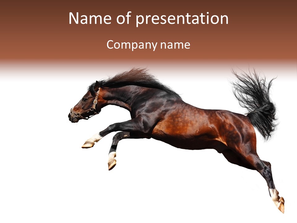 Isolated Stallion Chestnut PowerPoint Template