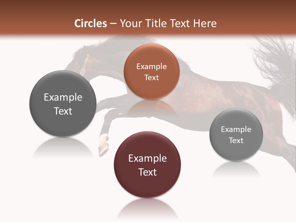 Isolated Stallion Chestnut PowerPoint Template
