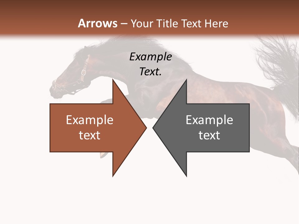 Isolated Stallion Chestnut PowerPoint Template