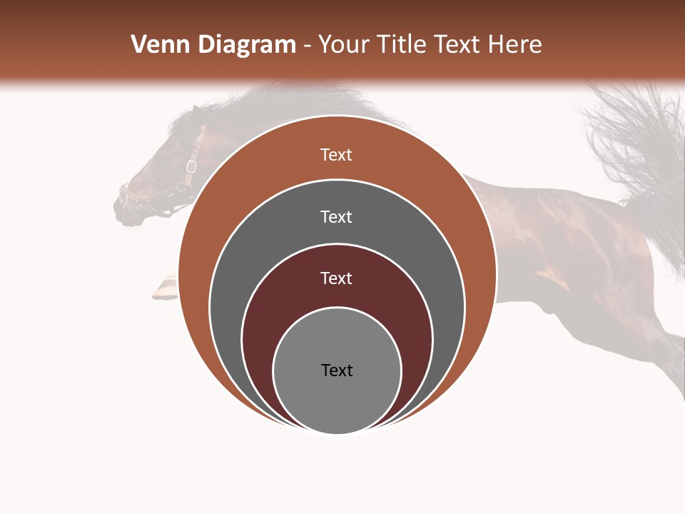 Isolated Stallion Chestnut PowerPoint Template