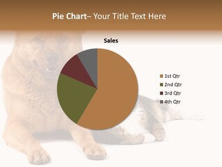 A Dog And A Cat Sitting Next To Each Other PowerPoint Template