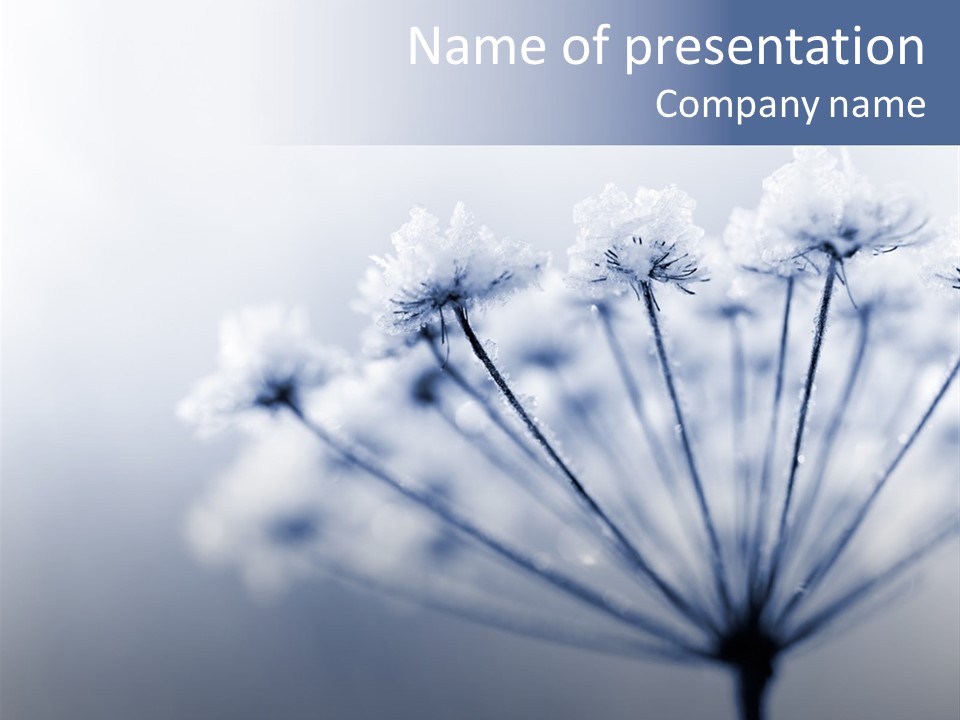 Outdoor Anthriscus Macro PowerPoint Template