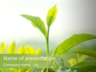 A Green Plant With Leaves On A Sunny Day PowerPoint Template
