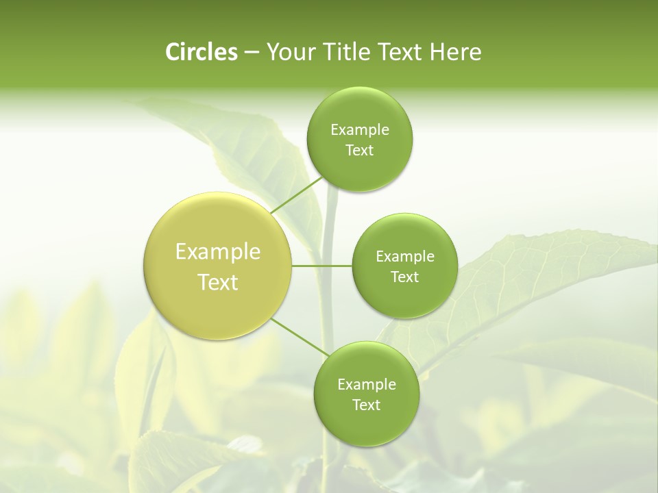 A Green Plant With Leaves On A Sunny Day PowerPoint Template