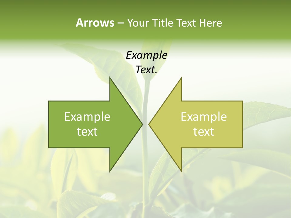 A Green Plant With Leaves On A Sunny Day PowerPoint Template