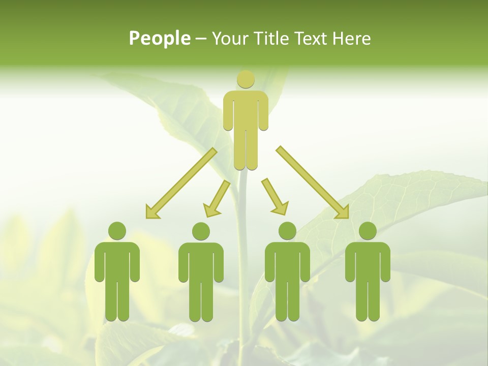 A Green Plant With Leaves On A Sunny Day PowerPoint Template