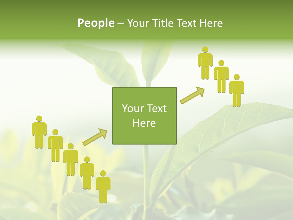 A Green Plant With Leaves On A Sunny Day PowerPoint Template